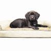 Dog Chaise Lounges (Photo 6 of 15)