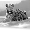 Tiger Wall Art (Photo 11 of 15)