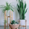 Prism Plant Stands (Photo 7 of 15)