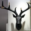 Stags Head Wall Art (Photo 11 of 15)