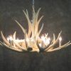 Stag Horn Chandelier (Photo 7 of 15)