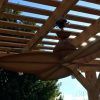 Outdoor Ceiling Fans For Pergola (Photo 10 of 15)