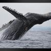 Humpback Whale Wall Art (Photo 15 of 15)