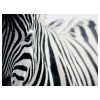 Zebra Canvas Wall Art (Photo 3 of 15)