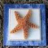 Starfish Wall Art (Photo 2 of 15)